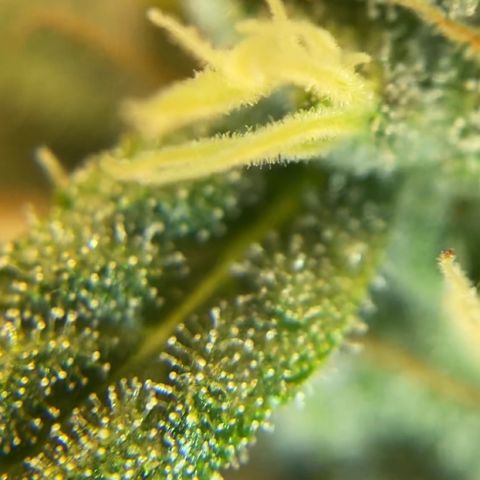 White Widow growlog timeline photo