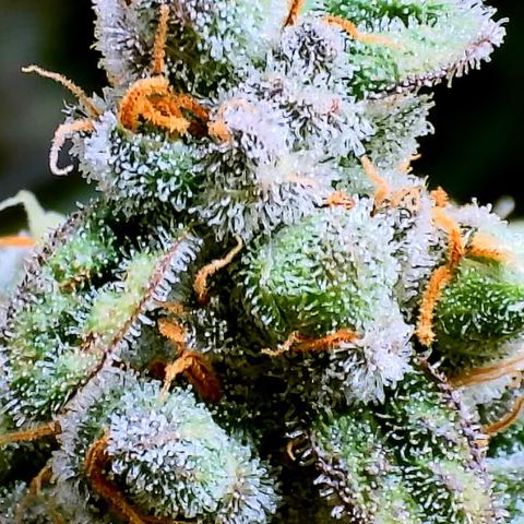 White Widow growlog timeline photo