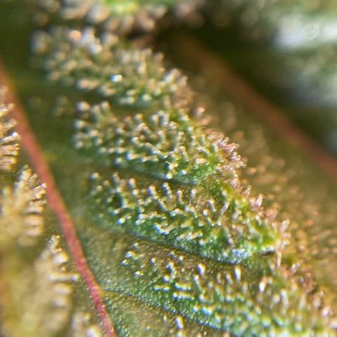 White Widow growlog timeline photo