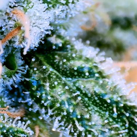 White Widow growlog timeline photo