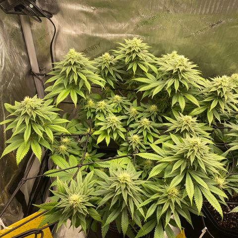 White Widow growlog timeline photo