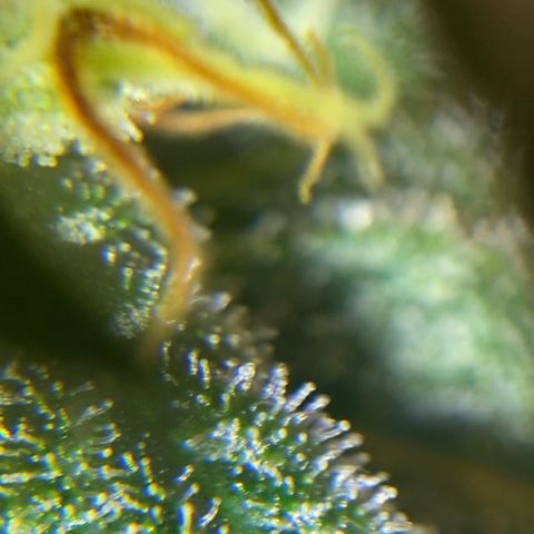 White Widow growlog timeline photo