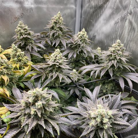White Widow growlog timeline photo