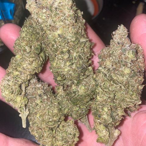 White Widow growlog timeline photo
