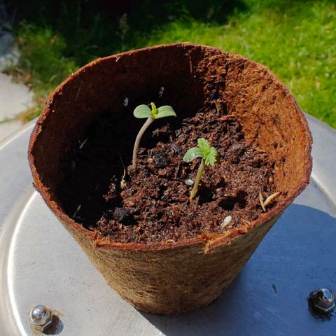 Blue Cheese growlog timeline photo
