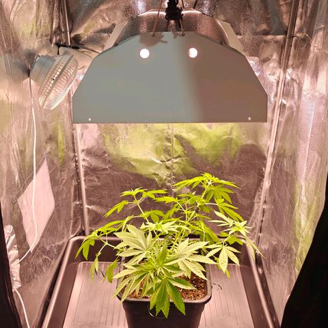 Blue Cheese growlog timeline photo
