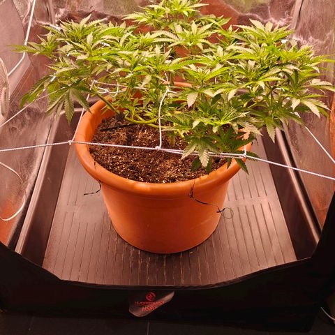 Blue Cheese growlog timeline photo