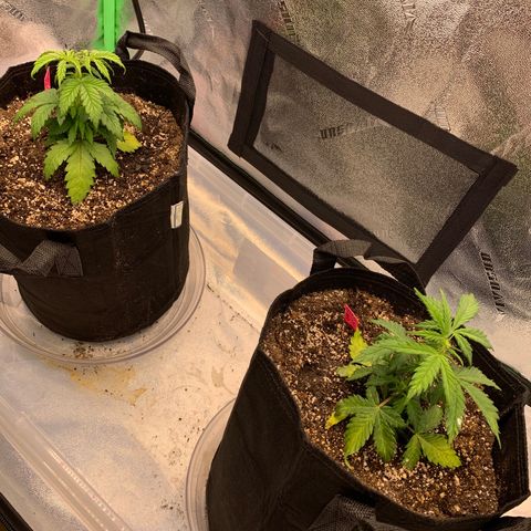 Pluto Cut Autoflower growlog photo: Pluto Cut AF left, Bruce Banner AF right in 3 gallon fabric pots on 18/6