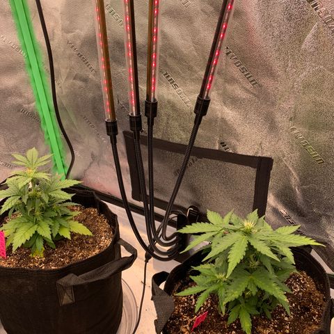 Pluto Cut Autoflower growlog photo: Added red LED in addition to full spectrum Spider Farmer