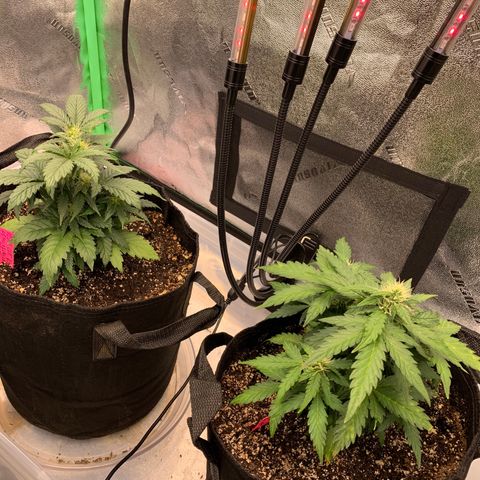Pluto Cut Autoflower growlog timeline photo
