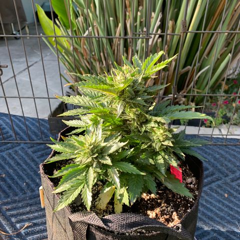 Pluto Cut Autoflower growlog timeline photo
