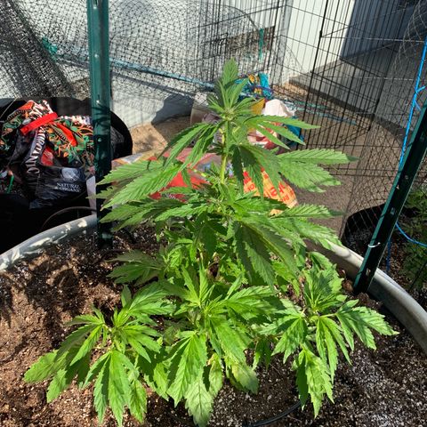 Hella Jelly Humboldt Seed Co growlog timeline photo