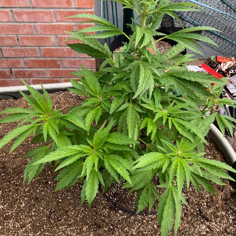 Hella Jelly Humboldt Seed Co growlog timeline photo