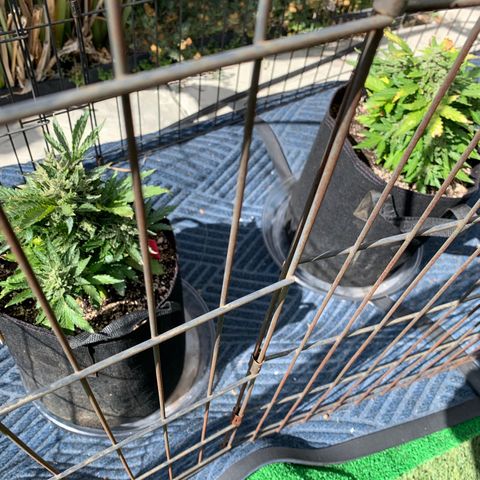 Pluto Cut Autoflower growlog timeline photo