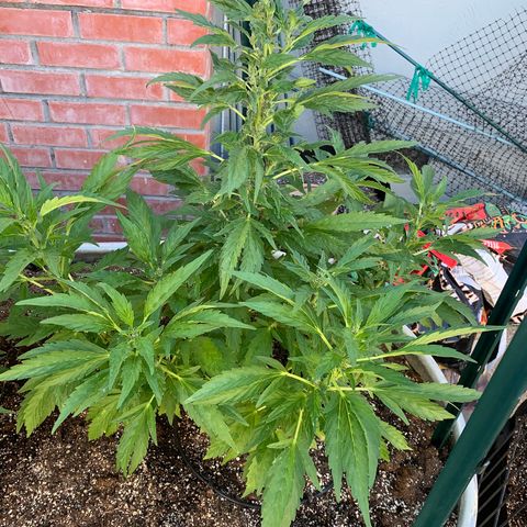 Hella Jelly Humboldt Seed Co growlog timeline photo