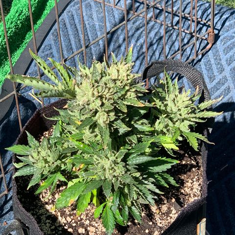 Pluto Cut Autoflower growlog photo: Pluto Cut AF on left Bruce Banner AF on right