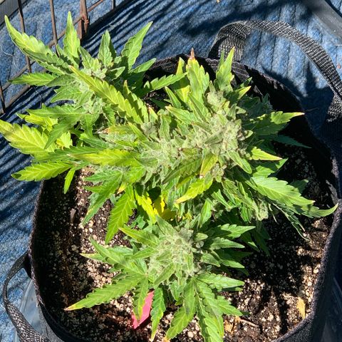 Pluto Cut Autoflower growlog photo: Pluto Cut AF on left Bruce Banner AF on right
