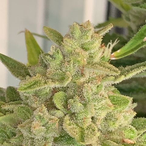 Pluto Cut Autoflower growlog photo: BB left and PC right