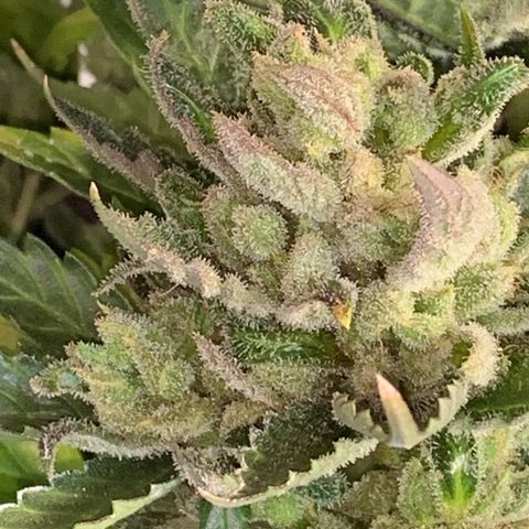 Pluto Cut Autoflower growlog photo: BB left and PC right