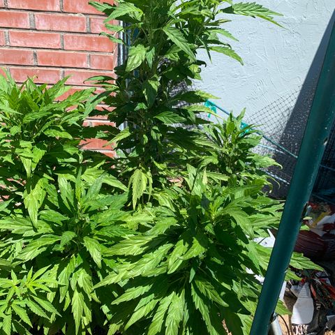 Hella Jelly Humboldt Seed Co growlog timeline photo