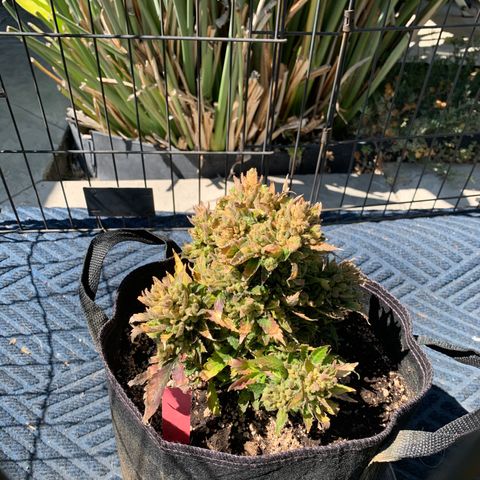 Pluto Cut Autoflower growlog timeline photo