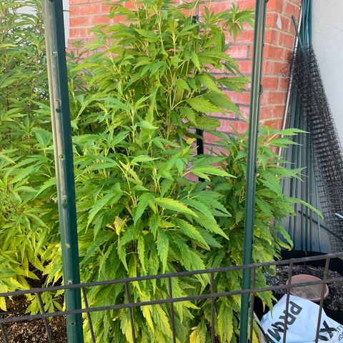 Hella Jelly Humboldt Seed Co growlog timeline photo