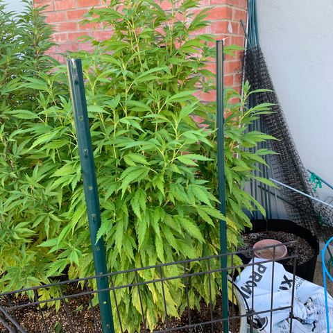 Hella Jelly Humboldt Seed Co growlog timeline photo