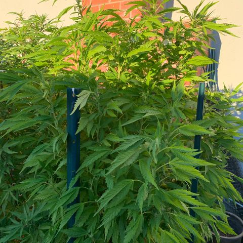 Hella Jelly Humboldt Seed Co growlog timeline photo