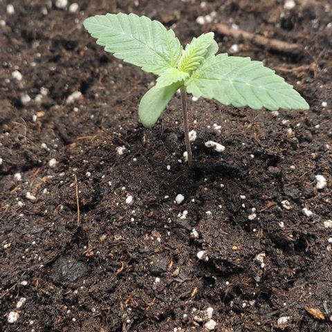 Lord Kush growlog timeline photo