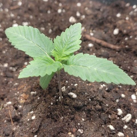 Lord Kush growlog timeline photo