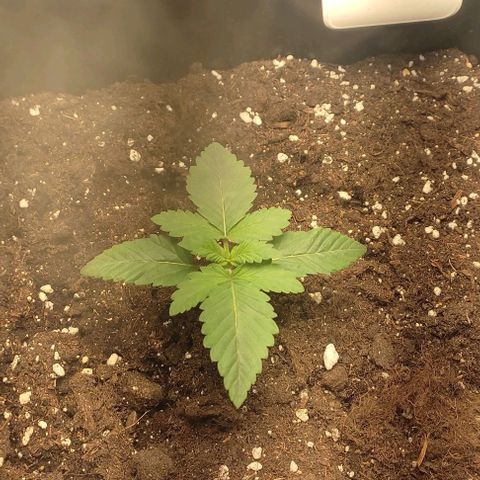 Lord Kush growlog timeline photo