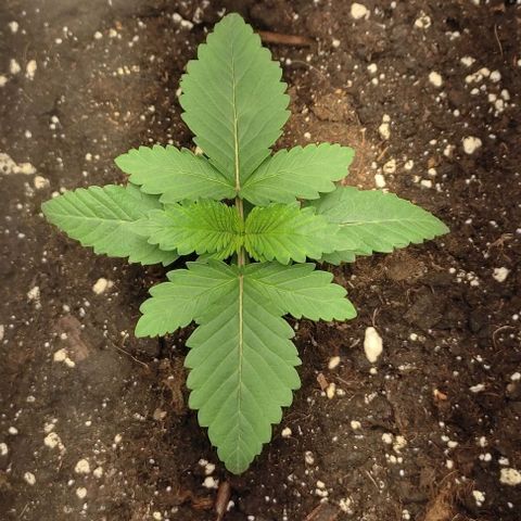 Lord Kush growlog timeline photo