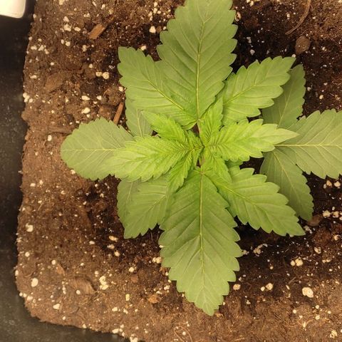 Lord Kush growlog timeline photo