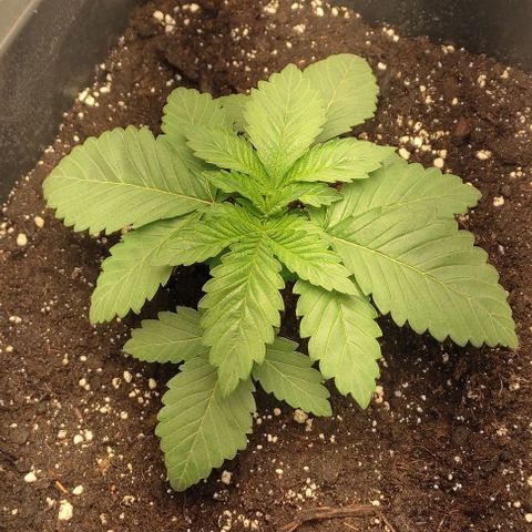 Lord Kush growlog timeline photo