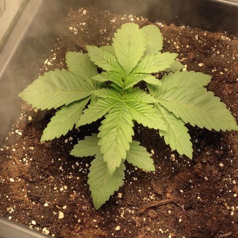 Lord Kush growlog timeline photo