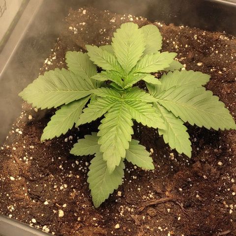 Lord Kush growlog timeline photo