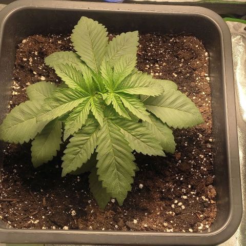 Lord Kush growlog timeline photo