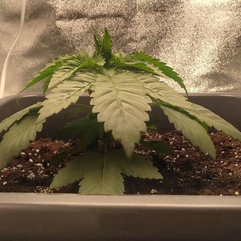 Lord Kush growlog timeline photo