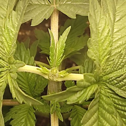 Lord Kush growlog timeline photo