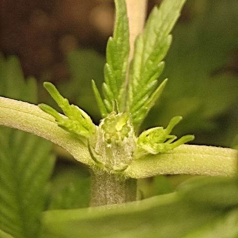 Lord Kush growlog timeline photo