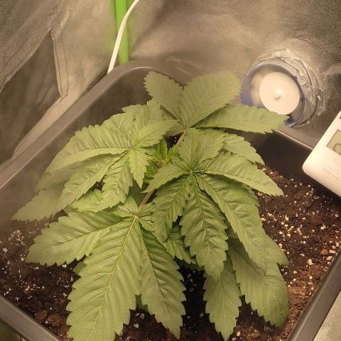 Lord Kush growlog timeline photo