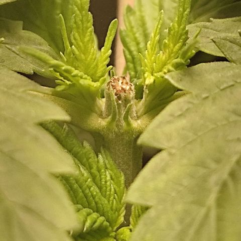 Lord Kush growlog timeline photo