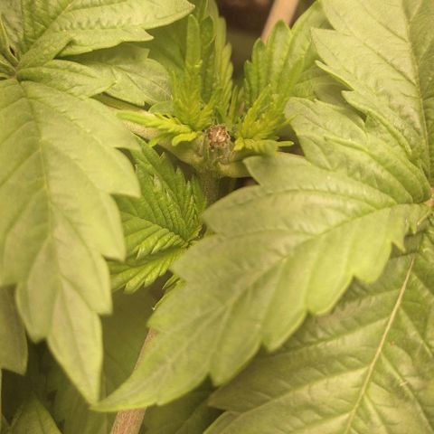Lord Kush growlog timeline photo