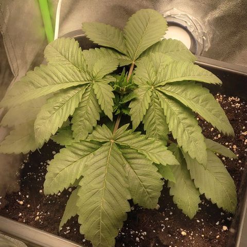 Lord Kush growlog timeline photo