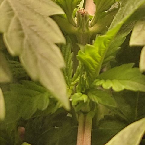 Lord Kush growlog timeline photo