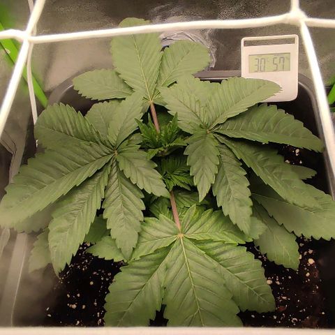 Lord Kush growlog timeline photo