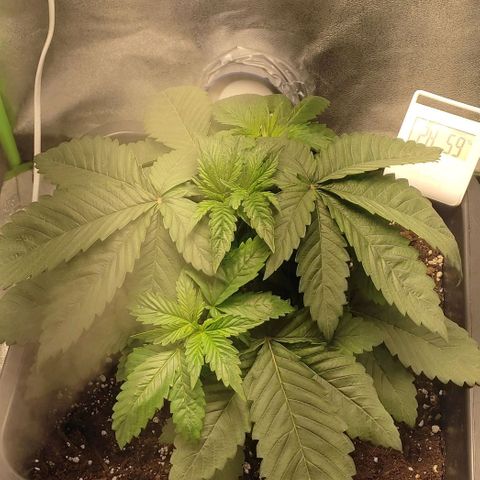 Lord Kush growlog timeline photo