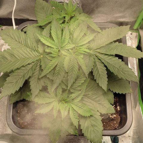 Lord Kush growlog timeline photo