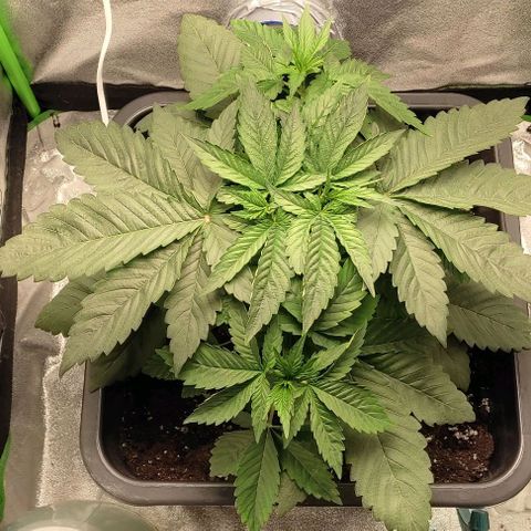 Lord Kush growlog timeline photo