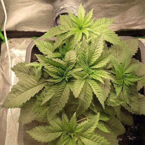 Lord Kush growlog timeline photo